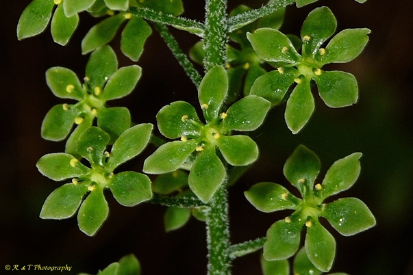 {Melanthium parviflorum}